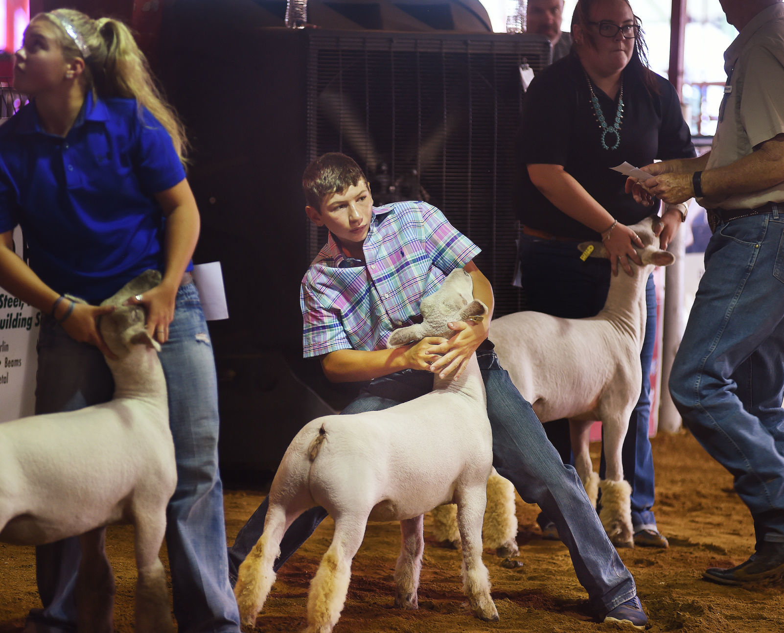 180826_drc_news_livestocklambimg.jpg
